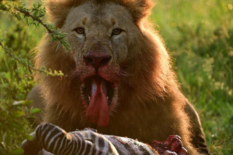 3 Days Maasai Mara Group Safari using a 4x4 Landcruiser - Guides and Drivers: Professional, Candid, and Sometimes Strict