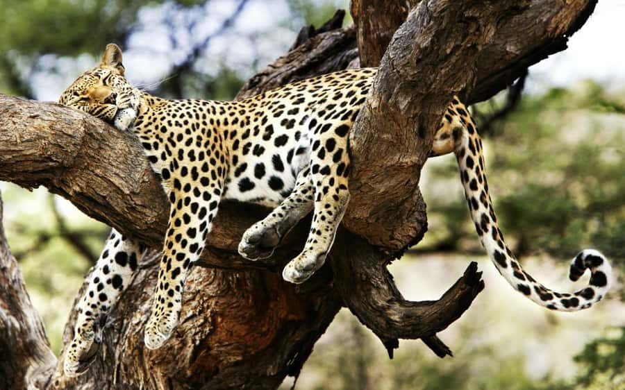 3 Days Maasai Mara Group Safari using a 4x4 Landcruiser - Who This Safari Fits Best (and Who Should Skip It)