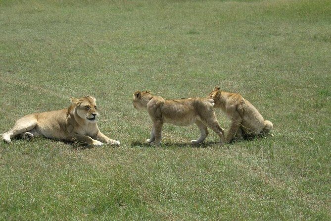 3 Days Maasai Mara Luxury Camping - What this 3-day Maasai Mara luxury camping safari really gives you