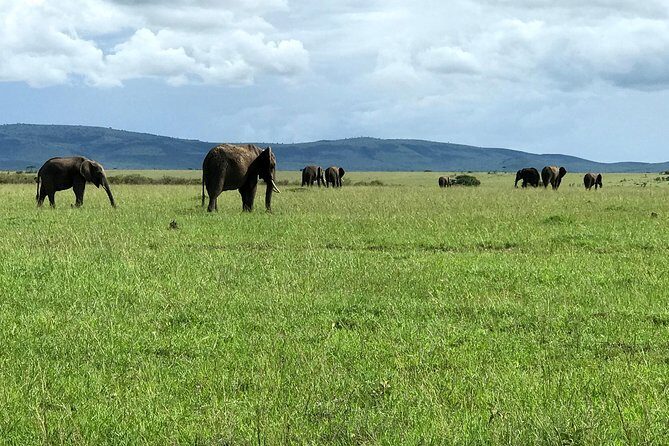 3 Days Maasai Mara Luxury Camping - Day 3: Morning in the Mara, then back to Nairobi