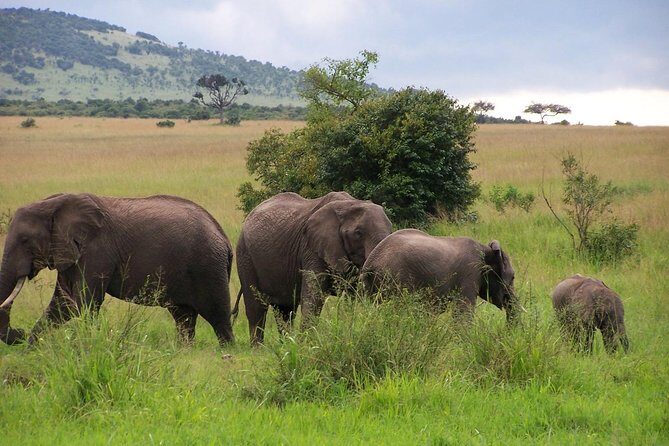3 Days Maasai Mara Luxury Camping - Staying comfortable in the wild: what “luxury camping” means here