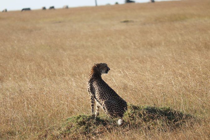 3 Days Maasai Mara Luxury Camping - Price and value: what $3,980 per group gets you