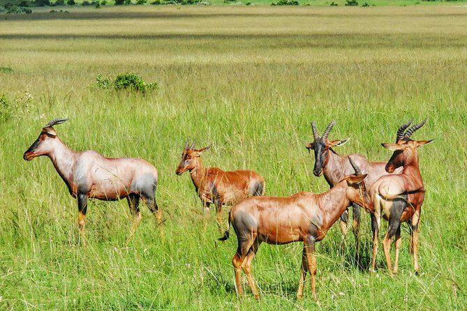 3 Days Maasai Mara Luxury Camping - Should you book this 3 Days Maasai Mara Luxury Camping safari?