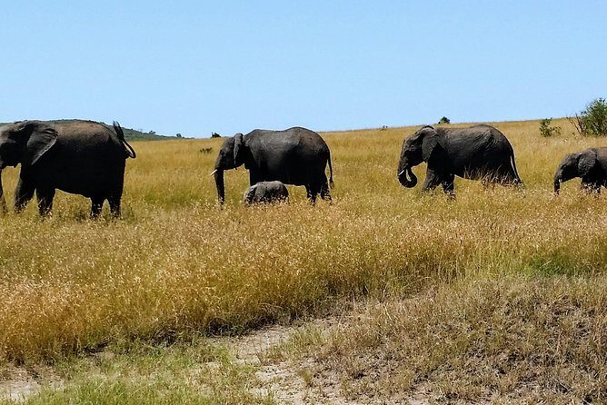 3 Days Maasai Mara Luxury Camping - Day 2: Early and late game drives, Big Five odds, birds, and a Maasai village visit