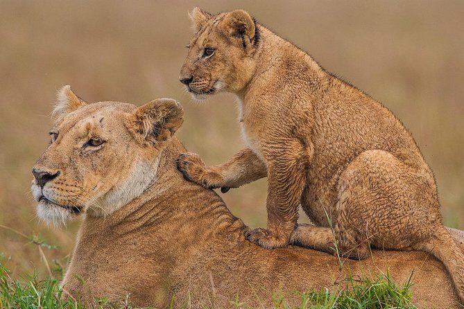 3 days Maasai Mara Luxury Safari - Nairobi to the Rift Valley Floor: Your 7:00 AM Start and Long Drive