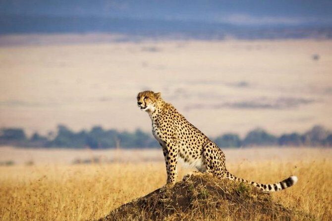 3 days Maasai Mara Luxury Safari - Day 3: Early Morning Safari, Breakfast, and Back to Nairobi by About 16:00