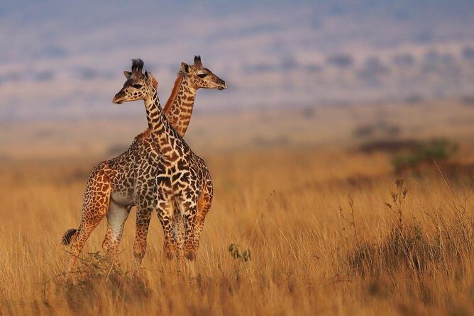 3 days Maasai Mara Luxury Safari - Keekorok Lodge for Two Nights: Where You Sleep and Refuel