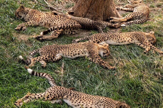 3 days maasai mara migration safari - Why Masai Mara migration-season safari hits different in 3 days