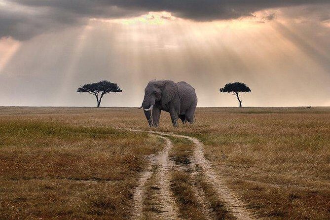 3 days Maasai Mara private Lodge safari at Keekorok from Nairobi - Mara River stop: hippos and crocodiles on the migration route