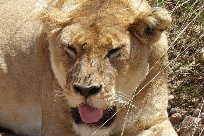 3 days Maasai Mara private Lodge safari at Keekorok from Nairobi - Day 1 in Maasai Mara: check in, then go light-hunting