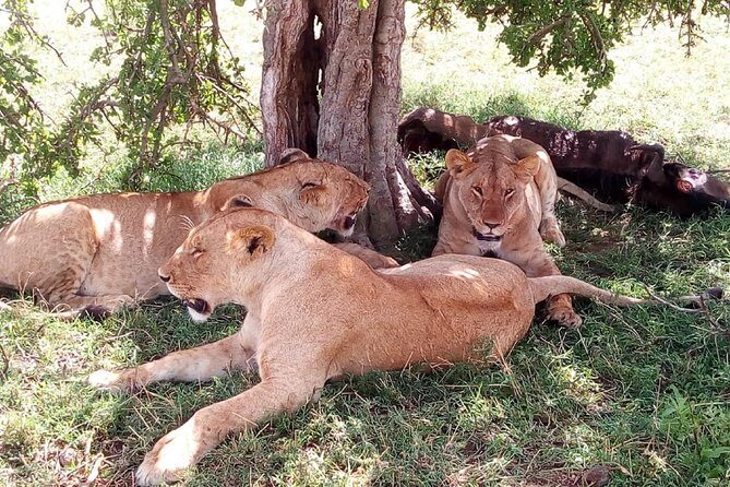 3 days Maasai Mara safari from Nairobi - Key things to know before you go
