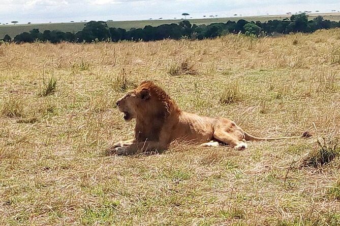 3 days Maasai Mara safari from Nairobi - Three Days in Maasai Mara: Why This Route Works From Nairobi