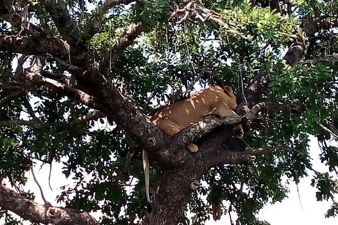 3 days Maasai Mara safari from Nairobi - Wildlife Expectations: Big Five Chances and How to Read the Mara