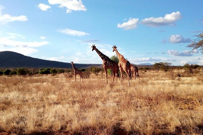 3 days Maasai Mara safari from Nairobi - Practical Gear and Simple Habits That Improve Sightings