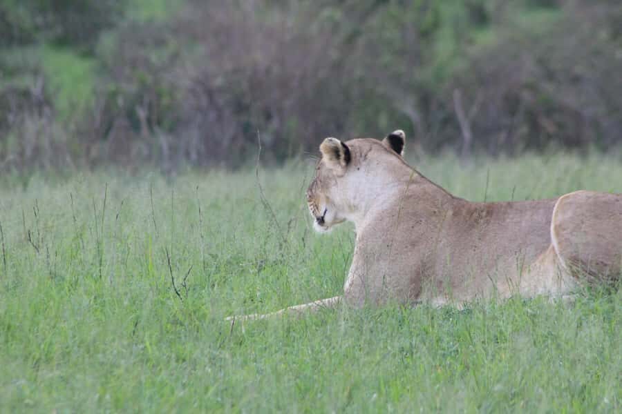 3 Days Maasai Mara Small Group Safari- Jambo Mara Lodge - FAQ