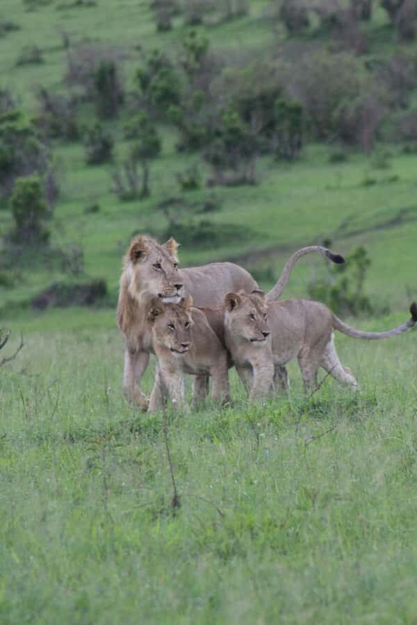 3 Days Maasai Mara Small Group Safari- Jambo Mara Lodge - Jambo Mara Lodge: the base camp that makes the day feel complete