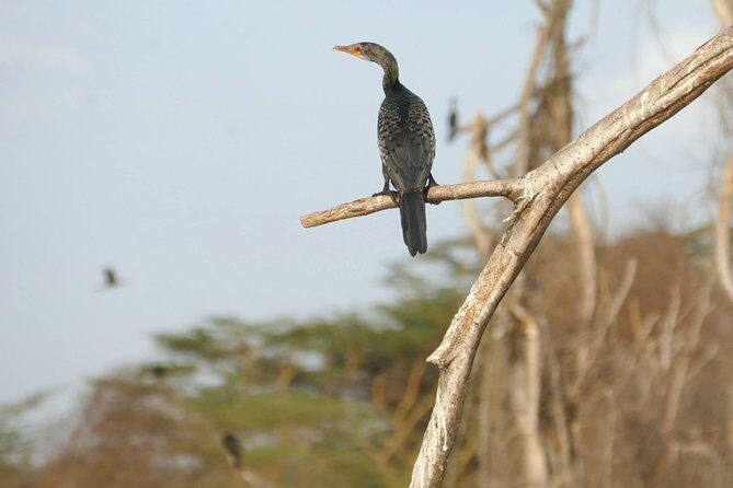 3 days Maasai Mara wildebeest migration safari - Day 3: Early Morning Drive, Breakfast, Then Nairobi