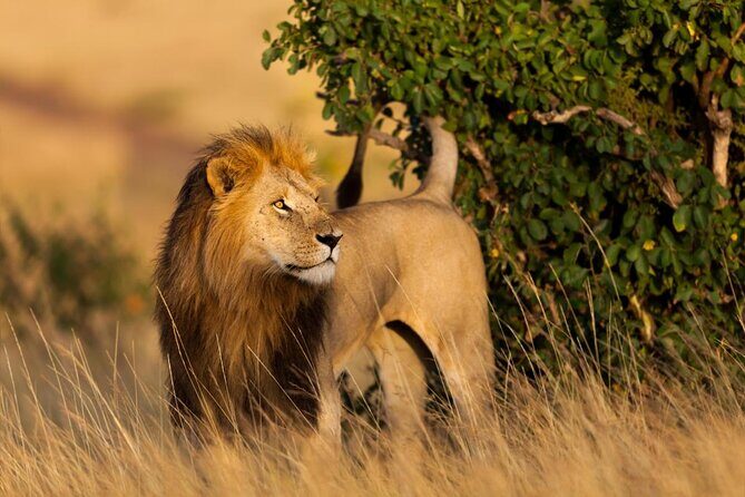 3 days Masai Mara - Great Rift Valley Viewpoint: A Short Stop With Real Payoff