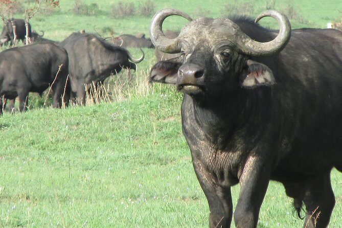 3 days Masai Mara - Full Day Game Drive: Big Five Style Search Over 8 Hours