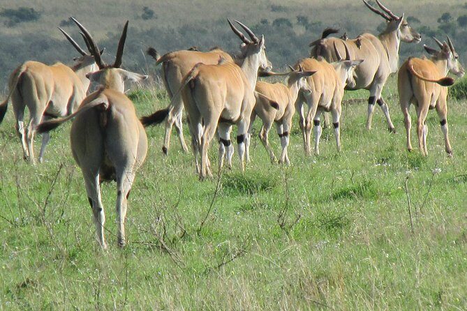 3 days Masai Mara - Mara River: The 3-Hour Stretch Where Animals Gather
