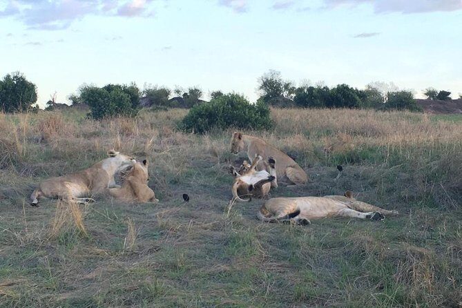 3 days Masai Mara - Meals and Comfort: What’s Included, What You Should Plan For