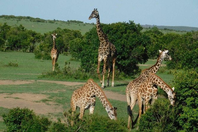 3 Days Masai Mara Budget Cruiser Shared Safari & Maasai Village - Key things that make this safari tick