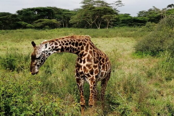 3 Days Masai Mara Budget Cruiser Shared Safari & Maasai Village - Rift Valley views, then straight into Mara action