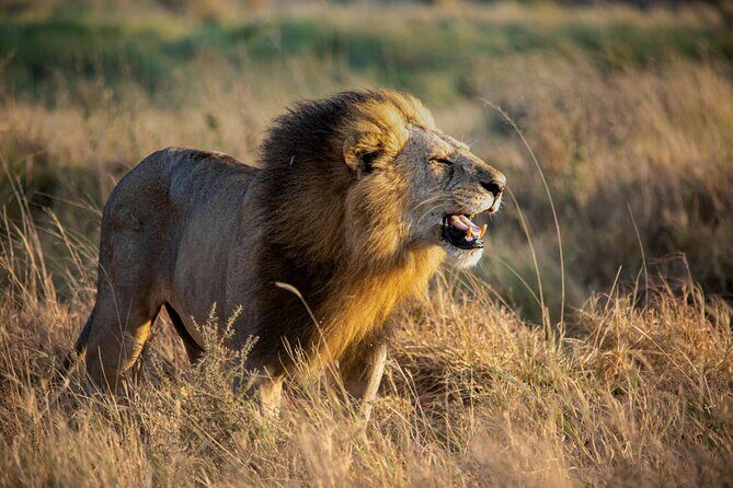 3 Days Masai Mara Budget Cruiser Shared Safari & Maasai Village - Rhino Tourist Camp: what “included” looks like on a budget