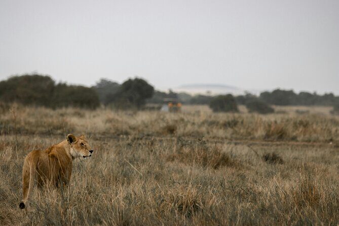 3 Days Masai Mara Budget Cruiser Shared Safari & Maasai Village - Price and park fees: the real math for a 3-day Mara trip