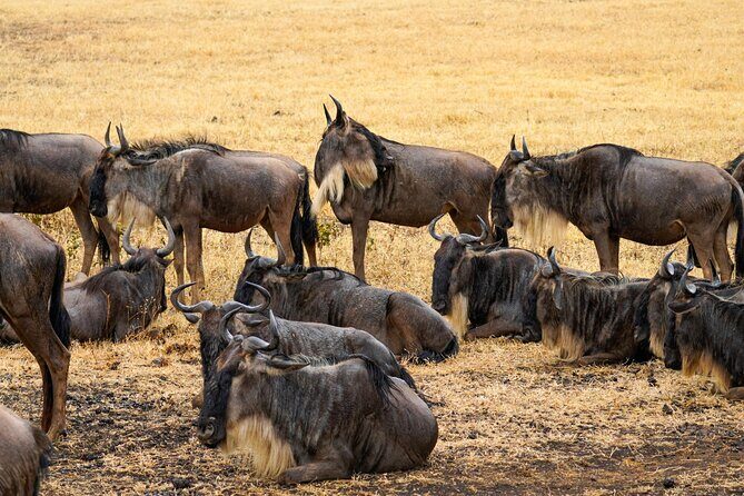3 Days Masai Mara Budget Cruiser Shared Safari & Maasai Village - Guide quality and small-group comfort: why it feels easier than it looks