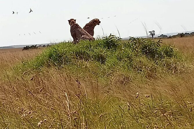 3 Days Masai Mara Budget Cruiser Shared Safari & Maasai Village - Day 1 in Maasai Mara: lodge check-in, hot lunch, Maasai village visit