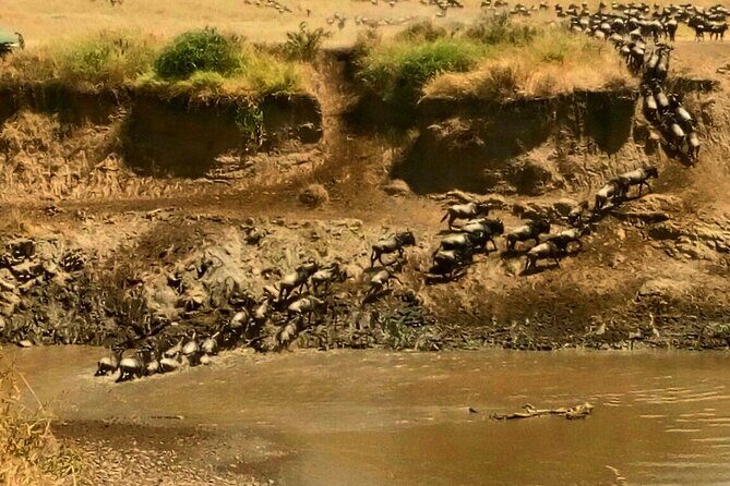 3 Days Masai Mara Budget safari Meals and accommodation included - Day 1 in the reserve: arriving before lunch and getting your first sightings
