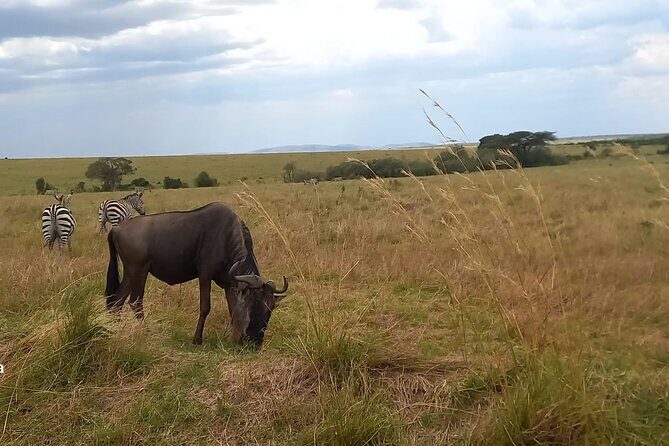 3 Days Masai Mara Experience - Nairobi pickup and the smooth start (7:00 am)