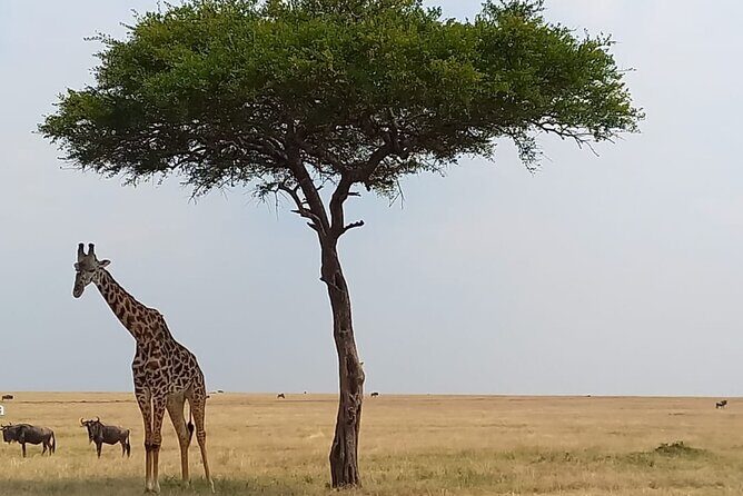 3 Days Masai Mara Experience - Sleeping in a tent: what Enkorok Mara Camp means for your comfort