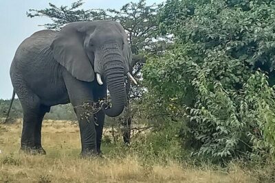3 Days Masai Mara Experience - Day 1 in the Mara: first game drive after the briefing