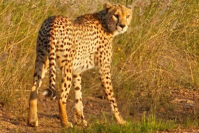 3 Days Masai Mara Experience - How to plan your day for better wildlife odds
