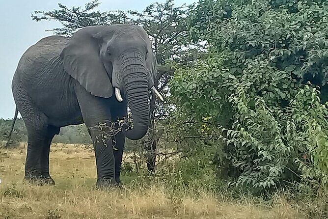 3 Days Masai Mara Experience - Day 1 in the Mara: first game drive after the briefing