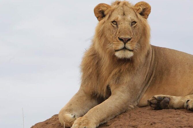 3 Days Masai Mara Flight Safari - Entering the Mara fast: how the 3-day schedule flows