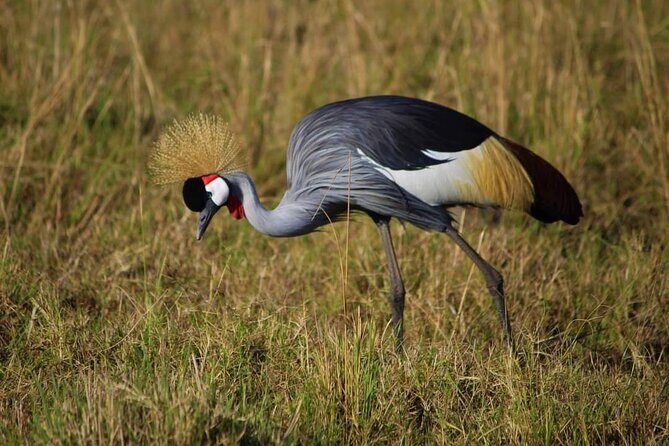 3 Days Masai Mara Flight Safari - Day 3: one last drive, then the flight back to Mombasa