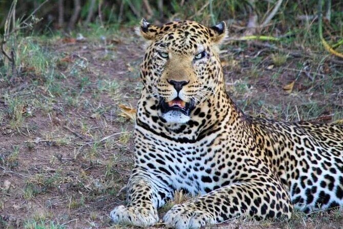 3 Days Masai Mara Flight Safari - Price and logistics: what the $1,680 is really buying