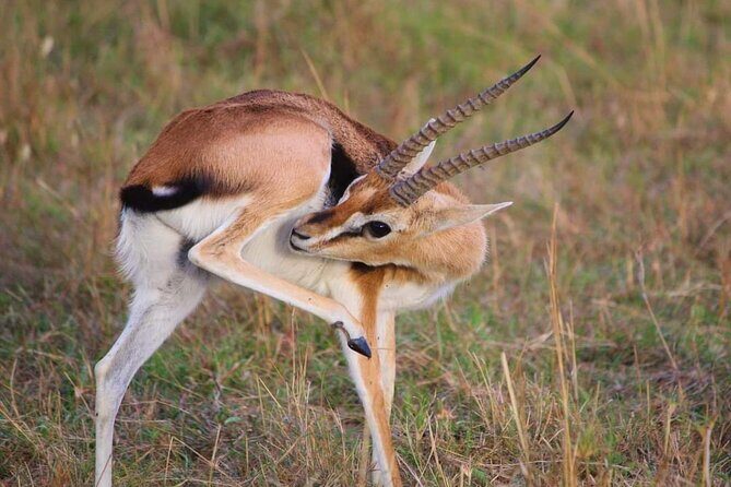 3 Days Masai Mara Flight Safari - Day 1: arrival, airstrip transfer, and that first late drive