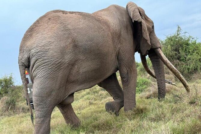 3 Days Masai Mara Group Budget safari in 4x4 Jeep Daily Tour - Key things to know before you go