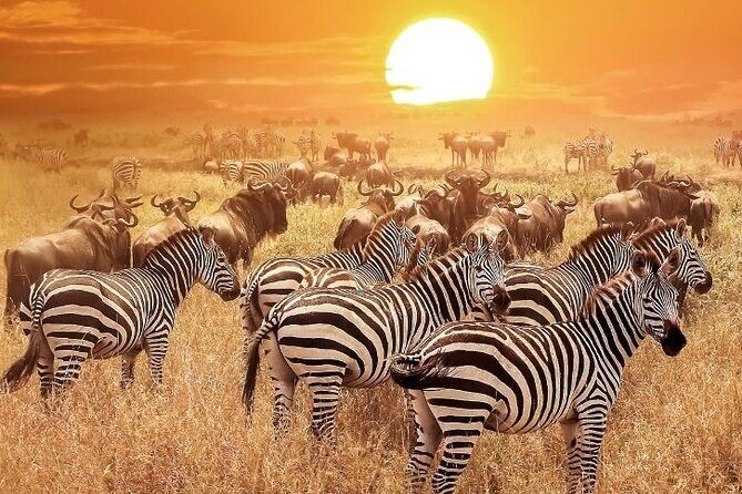 3 Days Masai Mara Group Budget safari in 4x4 Jeep Daily Tour - Day 2 full-day game drive: where your odds improve