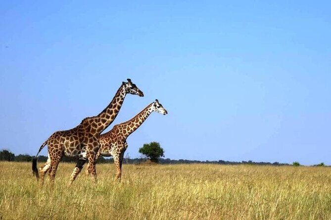 3 Days Masai Mara Group Budget safari in 4x4 Jeep Daily Tour - Day 3 return to Nairobi: optional Maasai village time, then the drive home