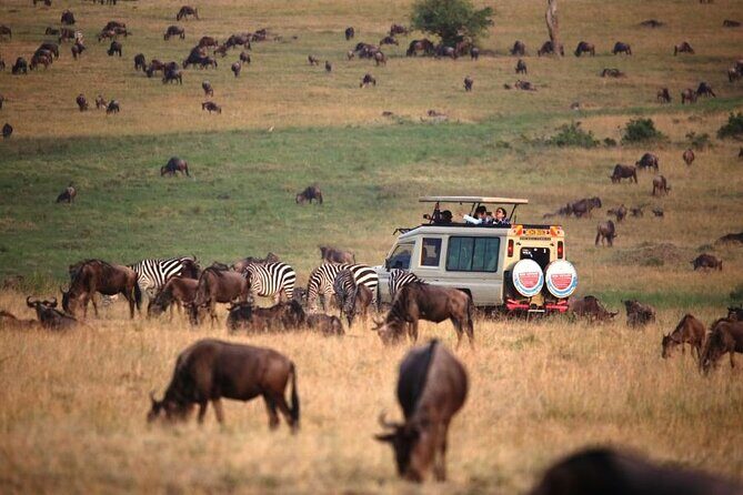 3 Days Masai Mara Group Budget safari in 4x4 Jeep Daily Tour - Comfort, safety, and what to expect from a guide-led 4x4 day