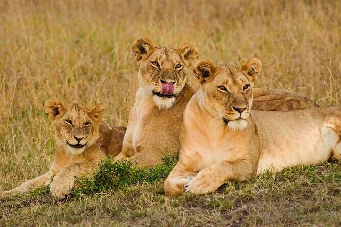 3 Days Masai Mara Group Joining Safari - Key Highlights You’ll Actually Care About