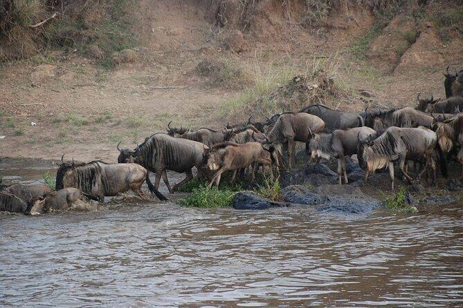 3 Days Masai Mara Group Joining Safari - Day 1 in Masai Mara: Your First Game Drive and Big-Animal Chances