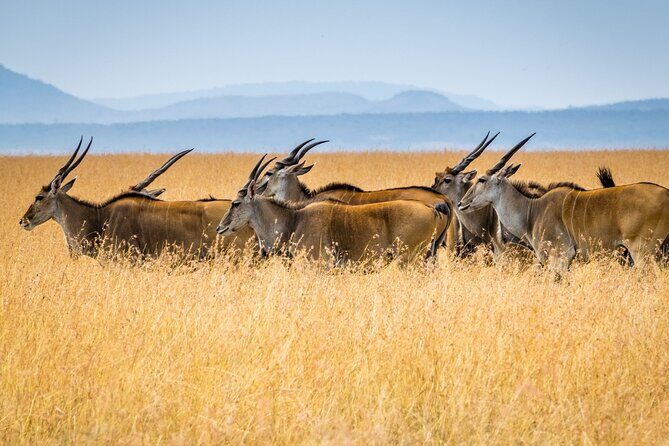 3 Days Masai Mara Group Joining Safari - Day 2 Sunrise to Mara River: Big Five Time and Great Migration Season