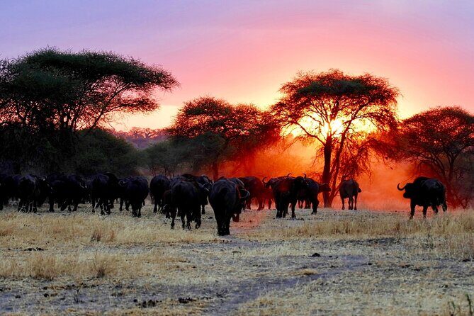 3 Days Masai Mara Group Joining Safari - Day 3: Breakfast, Maasai Village Option, and the Ride Back