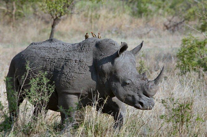 3 Days Masai Mara Joining Tour - Key highlights you’ll actually care about
